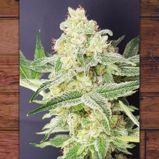 Barney Kid 3 ud fem The Outlaw Seeds