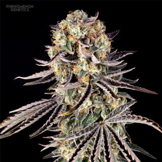 20702 - Beanz 4 Locoz 5 u. fem Phenomenom Genetics