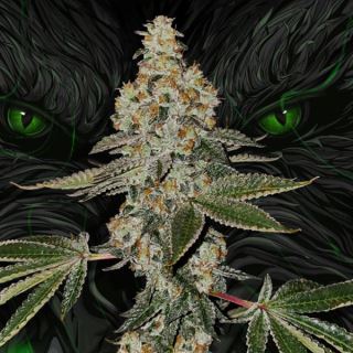 Beasty 2 u. fem. 710 Limited Pack T.H. Seeds