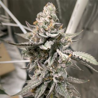 Beaver Cookies 3 ud. fem Elev8 Seeds