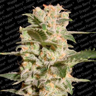 Belladonna  3 u. fem. Paradise Seeds