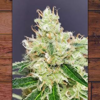 Belle Starr 3 ud fem The Outlaw Seeds