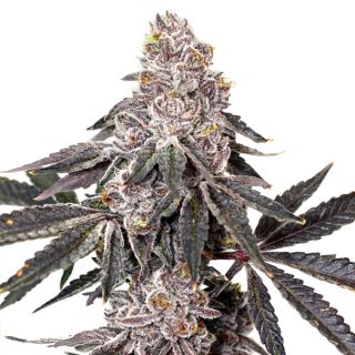 Berry Crusher 3 ud. fem Elev8 Seeds