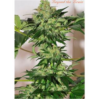 BB10M - Beyond The Brain 10 u. reg. Mandala Seeds