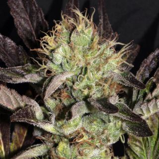 25233 - Big Apple Cookies 6 u. fem Mamiko Seeds