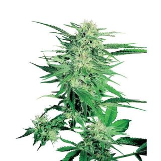 Big Bud  3 u. fem. Sensi Seeds