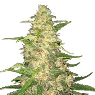 5760 - Big Bud  5 u. fem. Nirvana