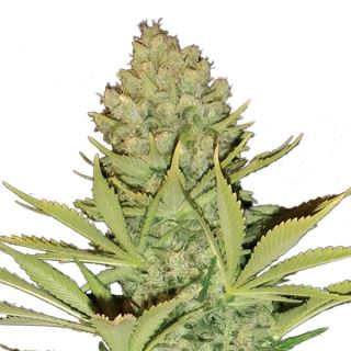 14968 - Big Bud 10 u. reg. Nirvana