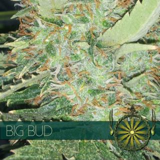 Big Bud 3 u. fem. Vision Seeds
