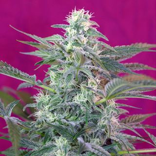 PRO53 - Big Foot   3+1 u. fem. Sweet Seeds