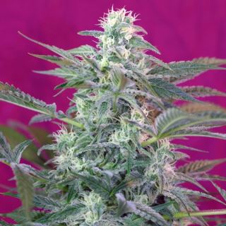 17076 - Big Foot  25 u. fem. Granel Profesionales Sweet Seeds