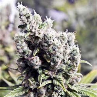 BGXL5 - Big Grapefruit X-Line  5 u. fem. Female Seeds