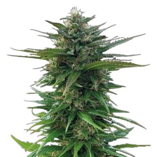 21730 - Big Yeti fem. 25 u. Seedstockers Superior