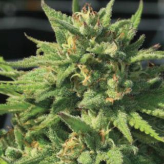 24858 - Bigfoot Glue 3 u. fem Humbold Seeds Company
