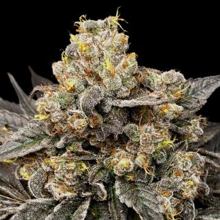 27382 - Biscotti Zkittlez   1 u. fem. 00 Seeds