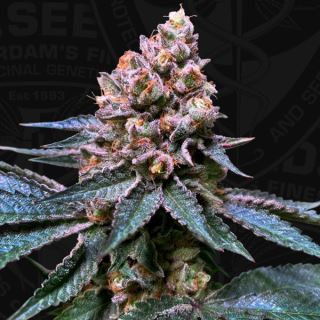 Black Apple Hitchcock  2 u. fem. 710 Limited Pack T.H. Seeds.