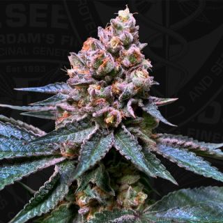 15480 - Black Apple Hitchcock  5 u. fem. 710 Limited Pack T.H. Seeds