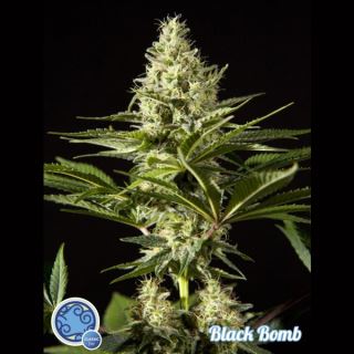 6690 - Black Bomb 1 u fem Philosopher