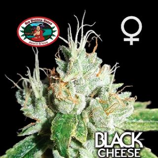 10682 - Black Cheese 10 u. fem. Big Buddha Seeds