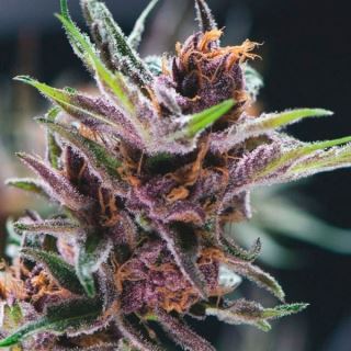 Black Cherry Punch  3 u. fem. Pyramid Seeds