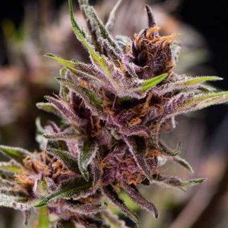 25104 - Black Cherry Punch  7 u. Reg. Pyramid Seeds