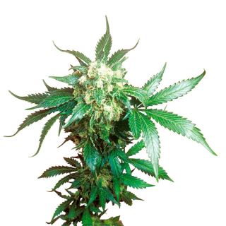 Black Domina  10 u. fem. Sensi Seeds