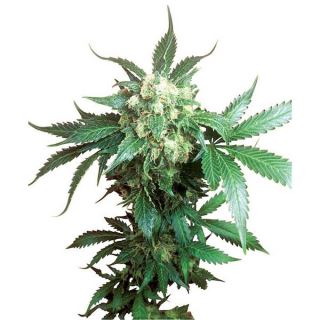 Black Domina 10 u. reg. Sensi Seeds