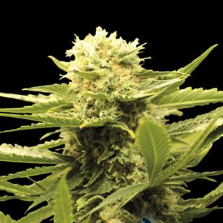 Black Dream 3+1 u. fem. Eva Seeds