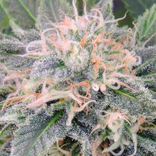 Black Ghost OG  1 u. fem. Original Sensible