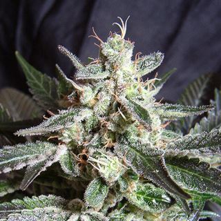 Black Jack   3+1 u.  fem. Sweet Seeds