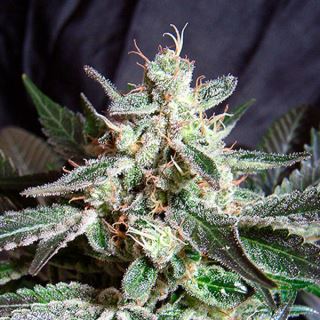 Black Jack  25 u.  fem. Granel Profesionales Sweet Seeds