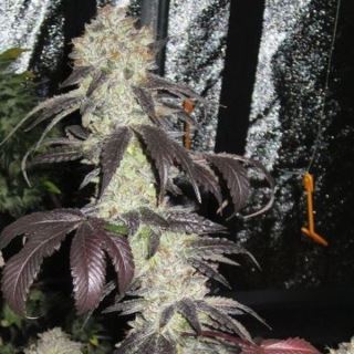 Black Kush 6 u. fem. The Cali Connection