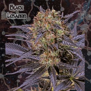 Black Lebanon  1 u. fem. Geneseeds