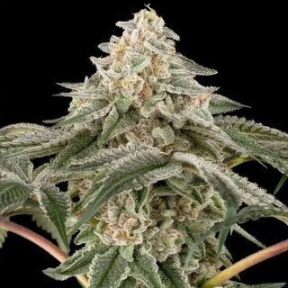 26596 - Black Lily 10 u. fem. Sensi Seed Research