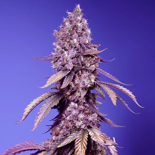 Black Muffin F1 Fast Version 3+1 u. fem. Sweet Seeds