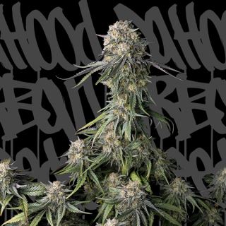 17269 - Black Pearl 1 u. fem. DaHood Urban Seeds