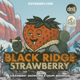 Black Ridge Strawberry 3 ud. fem Elev8 Seeds