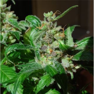 BSF10 - Black Sugar 10 u. fem. Female Seeds