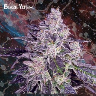 Black Venom  1 u. fem. Nemeseeds