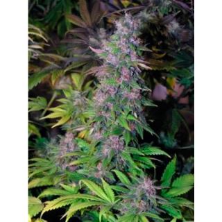 BCK10S - Blackberry 10 u. reg. The Sativaseed Bank