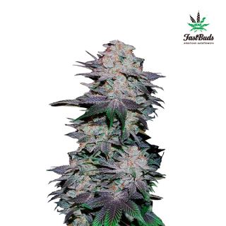 6324 - Blackberry Auto  1 u. fem. FastBuds Seeds