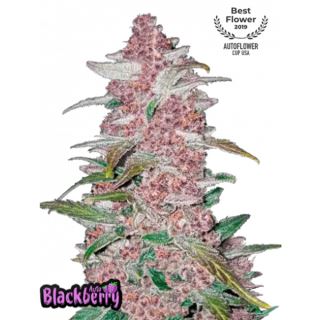 21832 - Blackberry Auto 100 u. fem. FastBuds Seeds