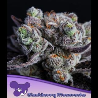 21421 - Blackberry Moonrocks®  3 u. fem Anesia