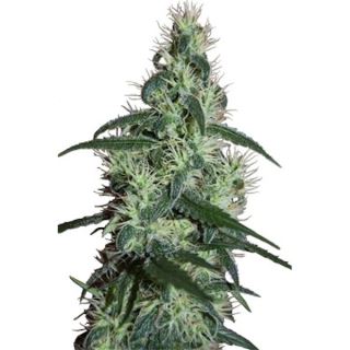 BZSD - Blizzard 5 u. fem. Seedmakers