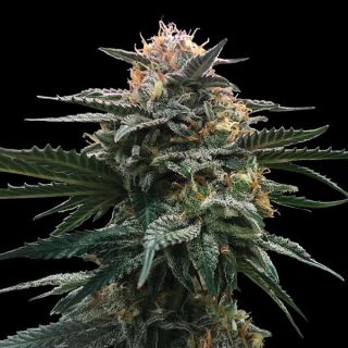 8044 - Blood Orange Sorbet 3 u. fem. DNA Genetics