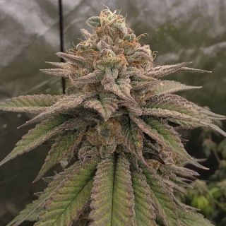 26196 - Bloody Cherry  13 u. Reg Bask Triangle Farms