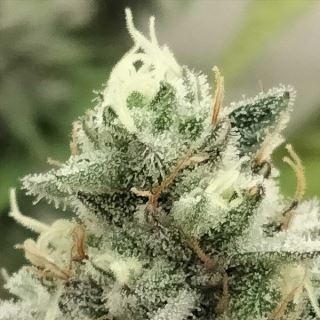 Blowrange 3 u. fem Limited Edition Grateful Seeds