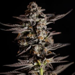 13783 - Blue Cheese  1 u. fem. Expert Seeds