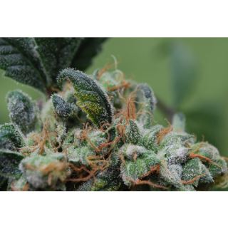 BLC10 - Blue Cheese 10 u. fem. Female Seeds
