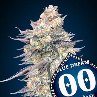 Blue Dream   3 u. fem. 00 Seeds